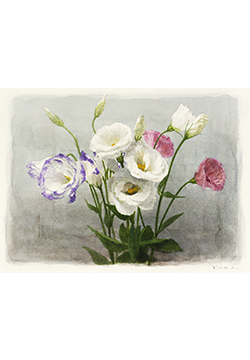 木原和敏　トルコキキョウ