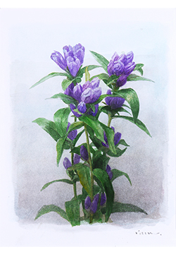 木原和敏　リンドウ