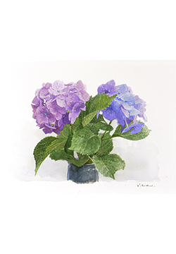 木原和敏　紫陽花